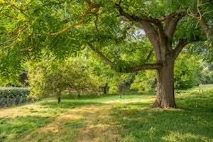 The Constable Orchard image 10
