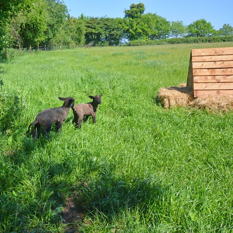 Watch the frolicking livestock 