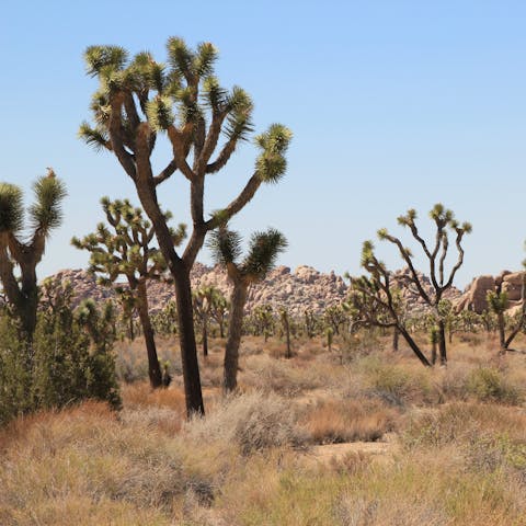 Drive to Joshua Tree National Park and hike through the wilderness