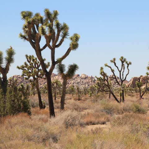 Drive just 20 minutes to Joshua Tree National Park