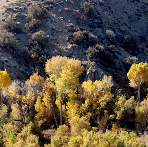 Big Morongo Canyon Preserve is less than 10 minutes away by car