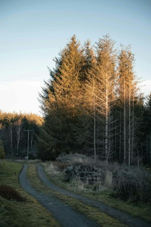 Fireside Whisky image 12
