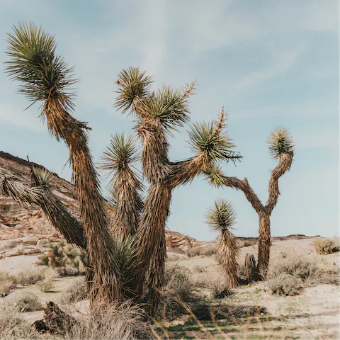 Drive into Joshua Tree National Park – you're just thirteen minutes from the edge