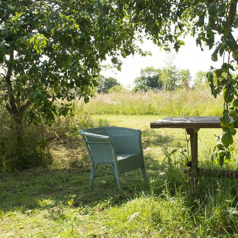 Spot birds and butterflies in the wildflower meadow