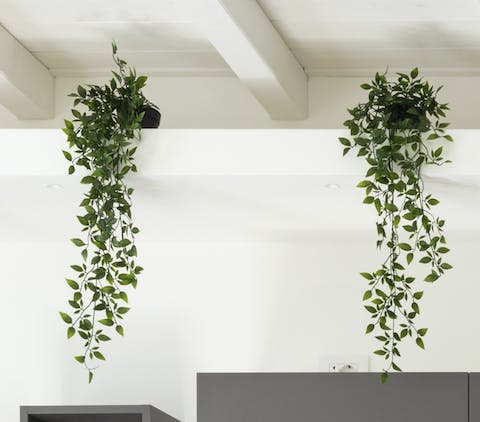 Plants hanging from the ceiling