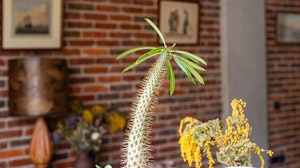 The Renegade image 6