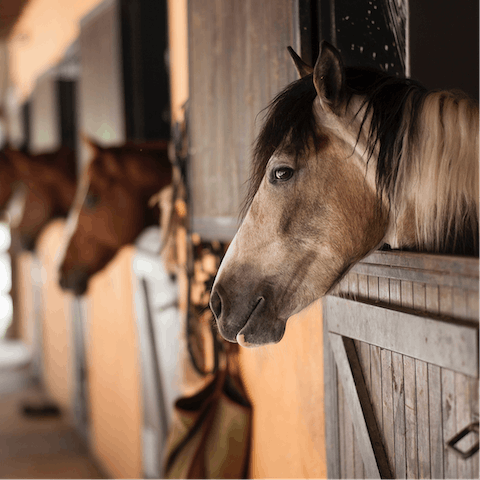 Go horse riding at the equestrian centre – an eleven-minute drive away