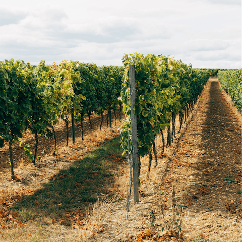 Pay a visit to one of the five vineyards that can be reached within an hour's walk