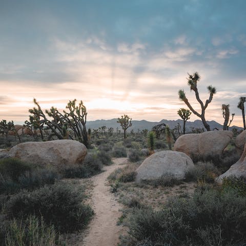 Make the trip out to Joshua Tree, a forty-five minute drive from here