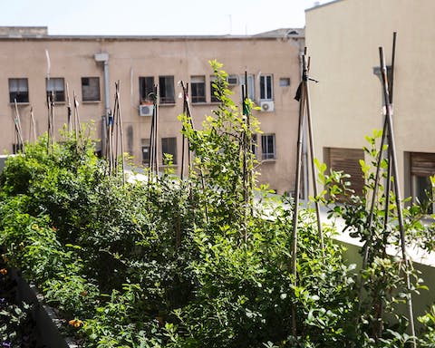 Greenery on the terrace