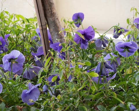 Beautiful greenery on the terrace