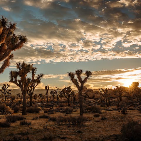 Catch the sunset in the nearby Joshua National Tree Park