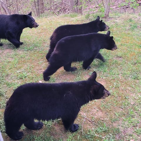 Watch the local bears as they wander through the hills below