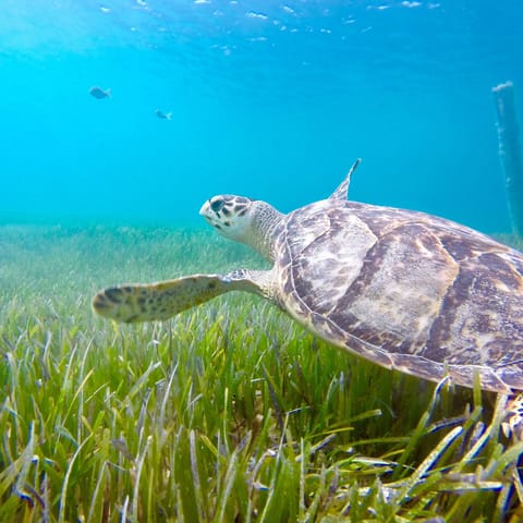 Explore the crystal-clear waters in search of sea turtles, rays and dolphins