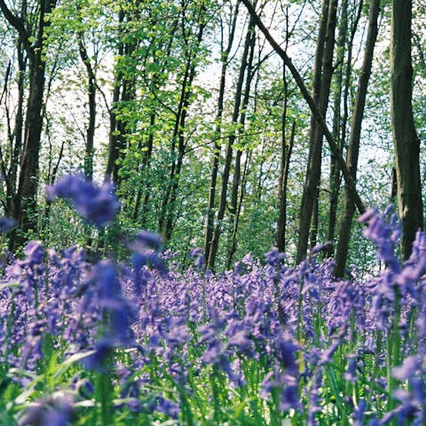 Follow hiking trails through the Hertfordshire countryside 