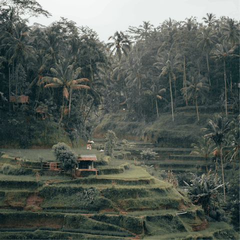 Have your host arrange a temple tour through the terraced rice paddies