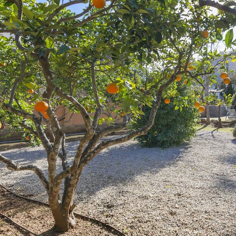 Let the kids play in the garden –  and pick and orange or two in summer