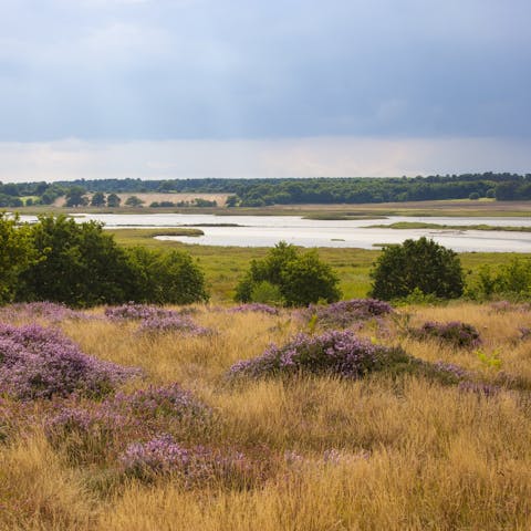 Explore the Suffolk heaths, ideal for walking the dogs