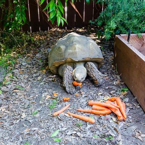 Meet Yortoise the tortoise who lives in the backyard