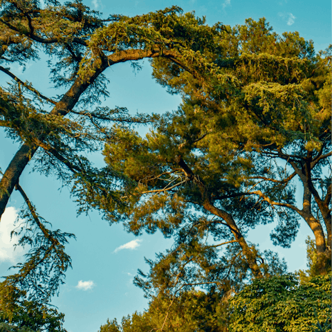 Enjoy refreshing walks through El Retiro Park