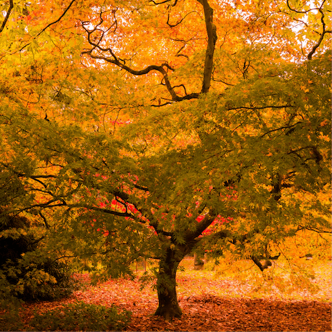 Drive to nearby Westonbirt Arboretum to admire the foliage