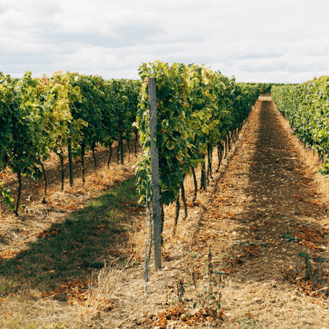Tour a local vineyard and taste the rosé wine