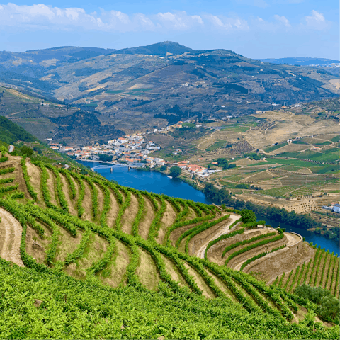 Spend a day taking in the landscapes of the Douro Valley, tasting port wine and olive oil