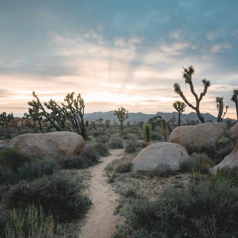 Enjoy your proximity to the entrance of Joshua Tree National Park – it's a mere three-minute drive