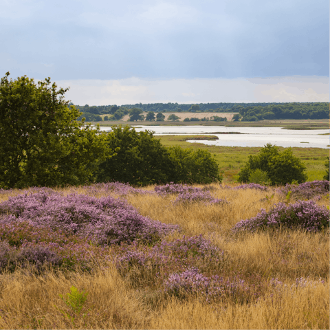 Hop in the car and drive fifteen miles to the lush Suffolk Heaths