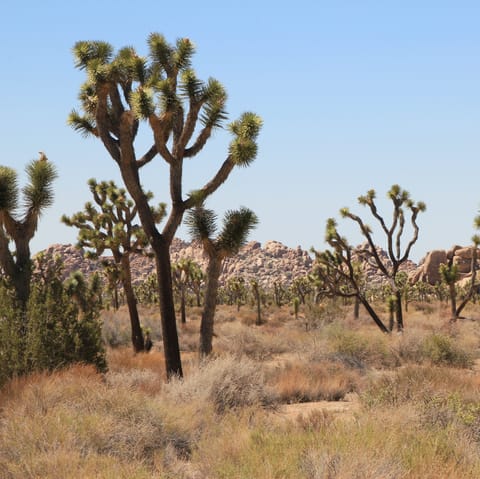 Explore the national forests and mountain parks nearby