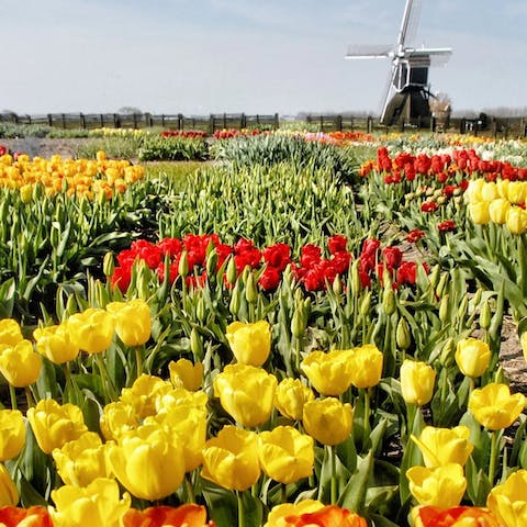 Marvel at the springtime tulip display in Lisse, fifteen minutes away by car