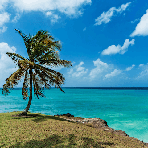 Explore the beautiful beaches lining the western coast of Barbados