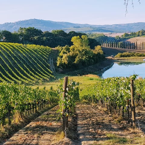 Taste the local wines from the gorgeous vineyards, just minutes away by car