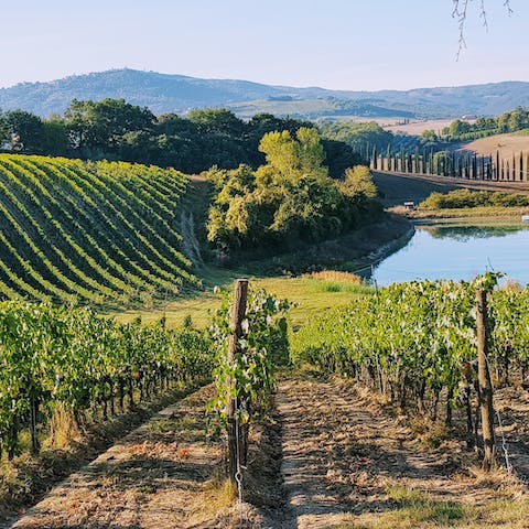 Taste the local wines from the gorgeous vineyards, just minutes away by car