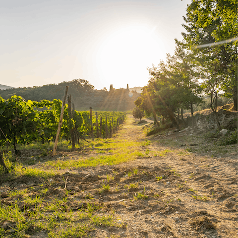 Explore the vineyards and wineries around Palazzone