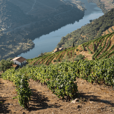 Discover the magnificent wines and mouth-watering restaurants of the Douro Valley right on your doorstep