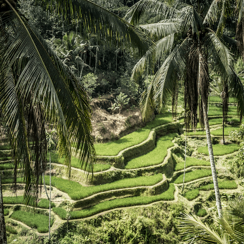 Stay just ten minutes outside of Seminyak in a location surrounded by rice fields 