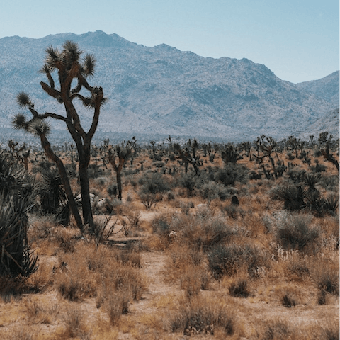 Stay in stunning Joshua Tree – the national park's west entrance is around twenty minutes by car