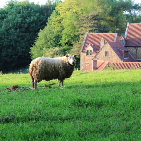 Say hello to your friendly neighbours on the farm