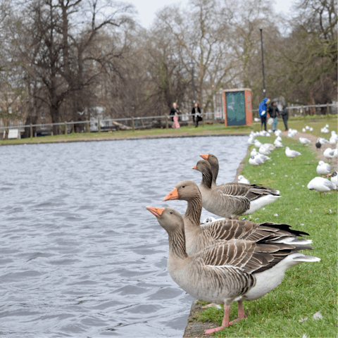 Walk along the pond in Clapham Common and spot Canada geese