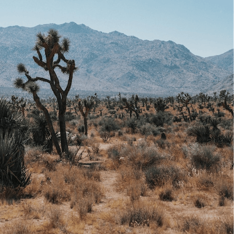Explore the trails and towns of beautiful Joshua Tree
