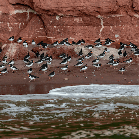 Wander down to spot the oyster catchers at Ness Cove Beach
