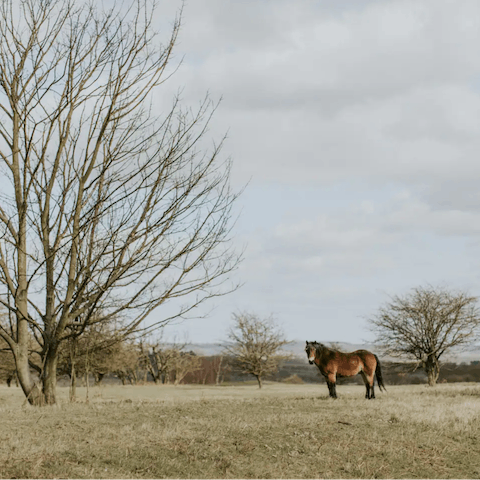 Enjoy bracing walks through the nature reserve and meet the wild roaming ponies, just moments from your door