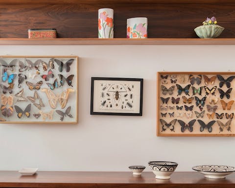 The collection of butterflies