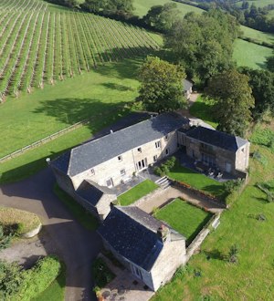 Grapes & Beams image 12