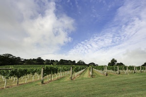 Grapes & Beams image 10