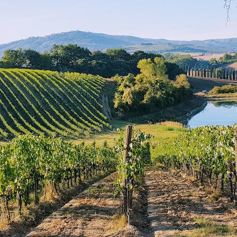 Visit the local vineyards that Tuscany has to offer