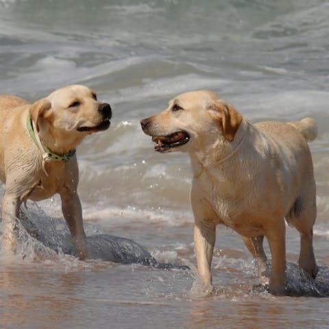 Bring your furry friends to enjoy the sea – one well-behaved dog is welcome