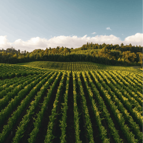 Explore Sonoma County's endless vineyards right on your doorstep