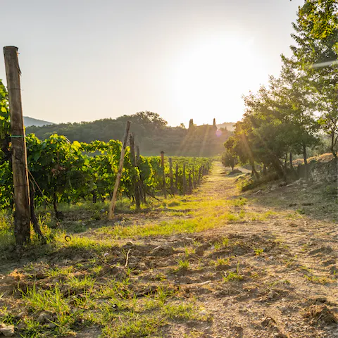 Explore Chianti – a visit to one of the region's vineyards is a must